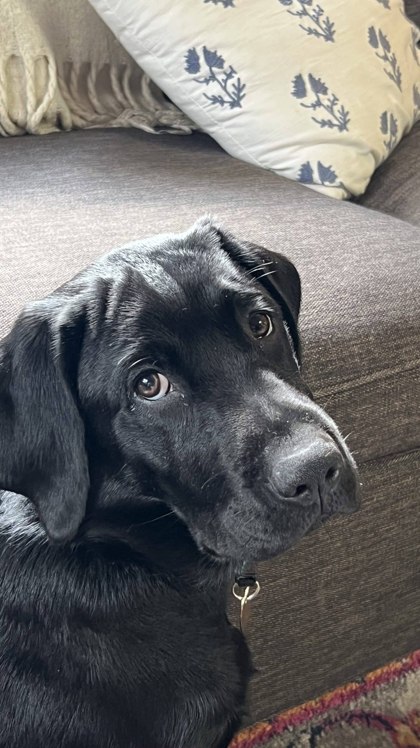 Black Lab looking at camera